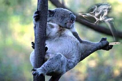 Goofed koala