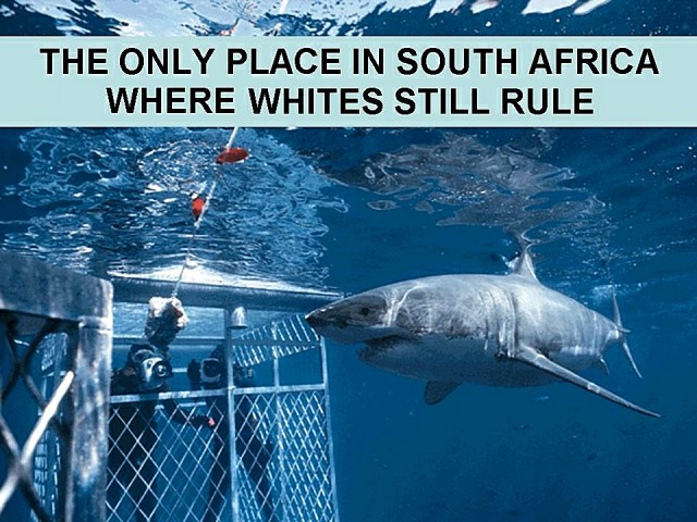 No wonder it's called the 'Great White'...